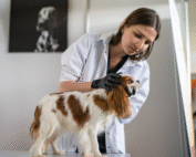 КОГДА РОДИНКИ МОГУТ БЫТЬ ОПАСНЫ ДЛЯ ЗДОРОВЬЯ ПИТОМЦА КОГДА РОДИНКИ МОГУТ БЫТЬ ОПАСНЫ ДЛЯ ЗДОРОВЬЯ ПИТОМЦА