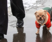 КИНОЛОГ ПРЕДУПРЕДИЛ О СМЕРТЕЛЬНЫХ ЛОВУШКАХ ДЛЯ СОБАК В ХОЛОДНЫЙ СЕЗОН КИНОЛОГ ПРЕДУПРЕДИЛ О СМЕРТЕЛЬНЫХ ЛОВУШКАХ ДЛЯ СОБАК В ХОЛОДНЫЙ СЕЗОН