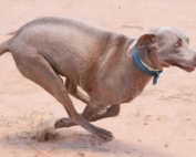 5 ПРИВЫЧЕК СОБАКИ, КОТОРЫЕ ЧЕЛОВЕКУ КАЖУТСЯ СТРАННЫМИ, НО НА ДЕЛЕ ЯВЛЯЮТСЯ НОРМОЙ 5 ПРИВЫЧЕК СОБАКИ, КОТОРЫЕ ЧЕЛОВЕКУ КАЖУТСЯ СТРАННЫМИ, НО НА ДЕЛЕ ЯВЛЯЮТСЯ НОРМОЙ