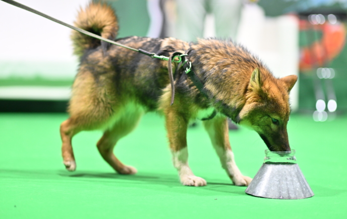 ПРЯМАЯ ТРАНСЛЯЦИЯ. ВЫСТАВКА СОБАК "ЕВРАЗИЯ 2025"