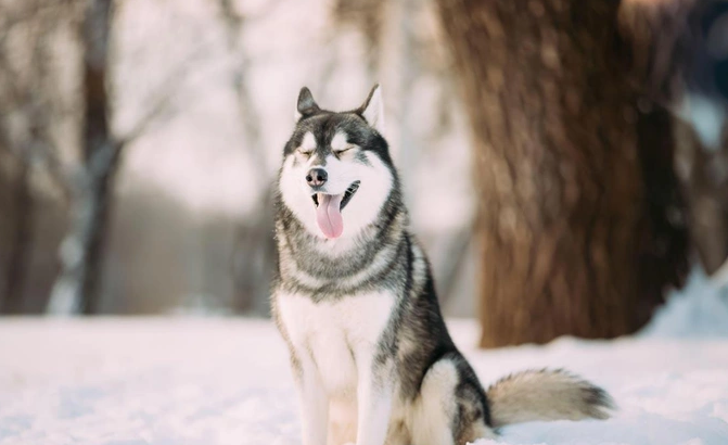 НЕ ТОЛЬКО ХАСКИ: СОБАКИ, КОТОРЫМ НЕ СТРАШЕН МОРОЗ