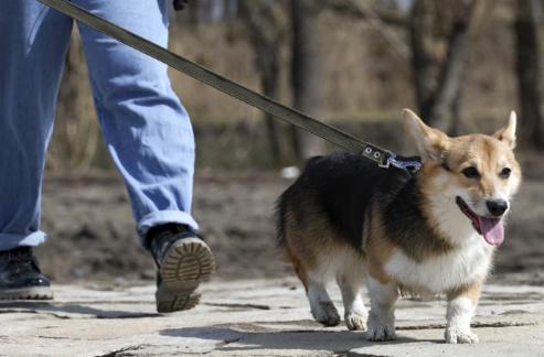 РОССТАНДАРТ УТВЕРДИЛ ТРЕБОВАНИЯ К ОБУСТРОЙСТВУ МЕСТ ДЛЯ ВЫГУЛА СОБАК