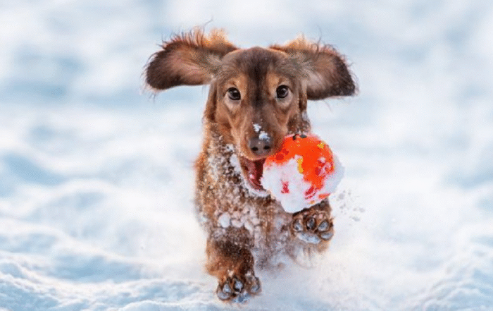 КИНОЛОГИ РАССКАЗАЛИ, КАК СБЕРЕЧЬ ЛАПЫ СОБАКИ ЗИМОЙ