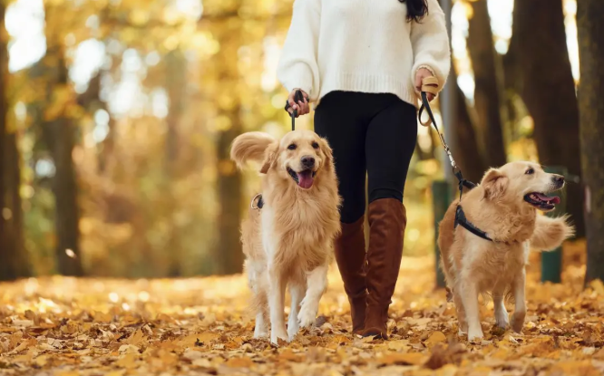 ОБЯЗАТЕЛЬНОЕ МАРКИРОВАНИЕ И УЧЕТ СОБАК В РОССИИ: ВИДЫ, ПРЕИМУЩЕСТВА И ПЕРСПЕКТИВЫ ЕДИНОЙ БАЗЫ