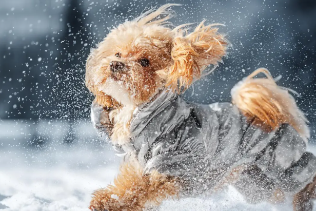 КАК ВЫБРАТЬ ЗИМНЮЮ ОДЕЖДУ ДЛЯ СОБАКИ: СОВЕТЫ КИНОЛОГОВ И ОШИБКИ ХОЗЯЕВ