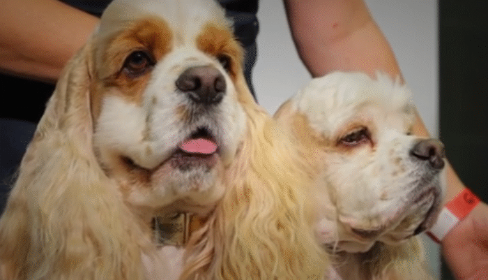 «ЕВРАЗИЯ 2025»: СОБАЧЬЯ РАДОСТЬ. И НЕ ТОЛЬКО! ДОБРОЕ УТРО. ФРАГМЕНТ ВЫПУСКА ОТ 17.11.2025