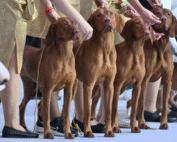 ПАРАД ЛУЧШИХ ДРУЗЕЙ ЧЕЛОВЕКА В МОСКВЕ: ТЫСЯЧИ СОБАК СО ВСЕХ КОНТИНЕНТОВ БУДУТ ПРЕДСТАВЛЕНЫ НА ВЫСТАВКЕ "ЕВРАЗИЯ" ПАРАД ЛУЧШИХ ДРУЗЕЙ ЧЕЛОВЕКА В МОСКВЕ: ТЫСЯЧИ СОБАК СО ВСЕХ КОНТИНЕНТОВ БУДУТ ПРЕДСТАВЛЕНЫ НА ВЫСТАВКЕ "ЕВРАЗИЯ"