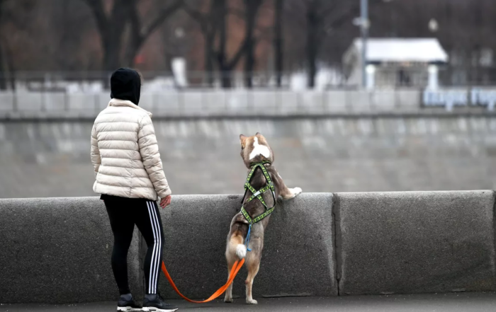 В РОССИИ РАЗРАБОТАЛИ ПРОГРАММУ ОБУЧЕНИЯ ПО СОБАКОВОДСТВУ