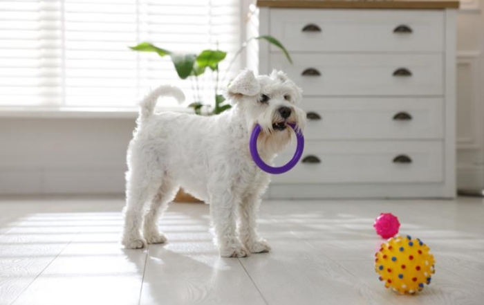 КАК ПРАВИЛЬНО ОБУСТРОИТЬ КВАРТИРУ, ЕСЛИ ХОЧЕТСЯ ЗАВЕСТИ СОБАКУ ИЛИ КОШКУ?