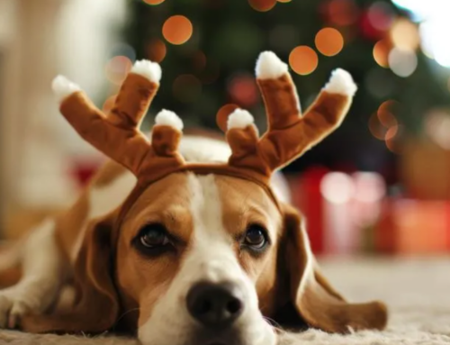 КИНОЛОГ НАЗВАЛ ПРОДУКТЫ С НОВОГОДНЕГО СТОЛА, КОТОРЫЕ МОГУТ НАВРЕДИТЬ СОБАКЕ