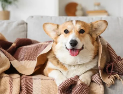 ЩЕЛКУНЧИК, ГЛИНТВЕЙН И ПУРГА: КАКИЕ ЗИМНИЕ КЛИЧКИ ДАЮТ СОБАКАМ РОССИЯНЕ