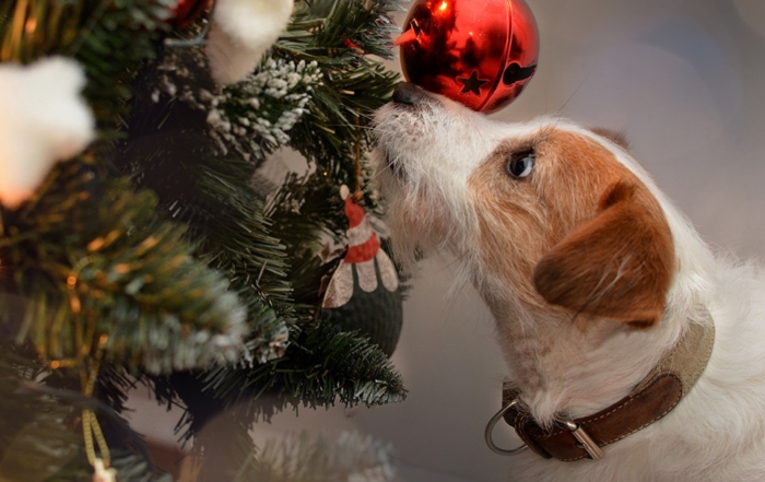 КАКИЕ НОВОГОДНИЕ УКРАШЕНИЯ ОПАСНЫ ДЛЯ СОБАК: НАЗВАН ГЛАВНЫЙ ИСТОЧНИК РИСКА