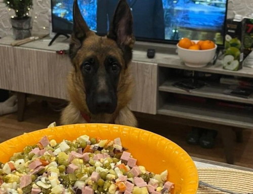 ОЛИВЬЕ ДЛЯ ТУЗИКА И МУРКИ: ЧТО ПРИГОТОВИТЬ ДОМАШНИМ ПИТОМЦАМ НА НОВЫЙ ГОД