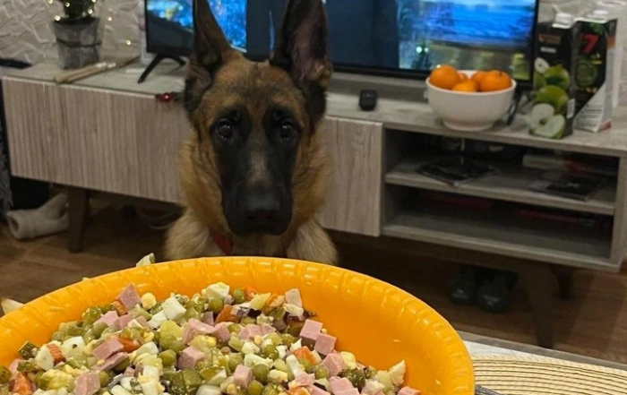 ОЛИВЬЕ ДЛЯ ТУЗИКА И МУРКИ: ЧТО ПРИГОТОВИТЬ ДОМАШНИМ ПИТОМЦАМ НА НОВЫЙ ГОД