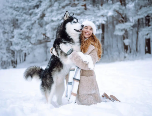 КАК ИГРАТЬ С СОБАКОЙ ЗИМОЙ: 10 УВЛЕКАТЕЛЬНЫХ ИДЕЙ ДЛЯ ДОМА, ДАЧИ И ПРОГУЛОК