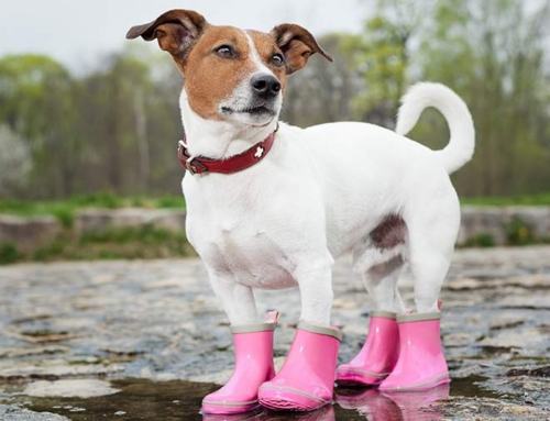 КИНОЛОГ ОБЪЯСНИЛ НЕОБХОДИМОСТЬ ОБУВИ ДЛЯ СОБАК