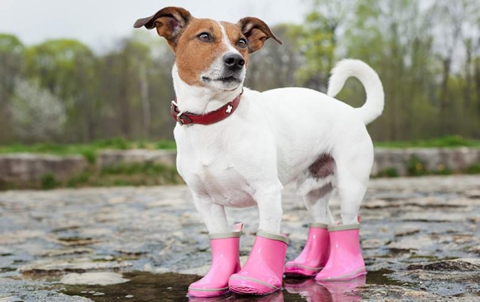 КИНОЛОГ ОБЪЯСНИЛ НЕОБХОДИМОСТЬ ОБУВИ ДЛЯ СОБАК