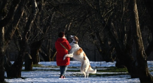 ДОГ-ФРЕНДЛИ КУЛЬТУРА. ПРЕЗИДЕНТ РКФ – О НЕОЧЕВИДНЫХ ПРИНЦИПАХ ЭКОЛОГИЧНОГО СОДЕРЖАНИЯ СОБАК