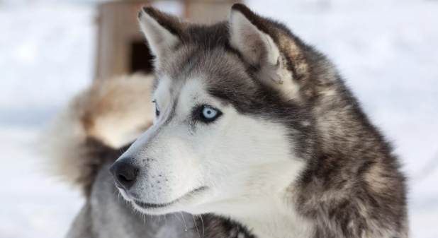 КИНОЛОГ РАССКАЗАЛ, КАК СОБАКИ ПОМОГАЮТ ЛЮДЯМ