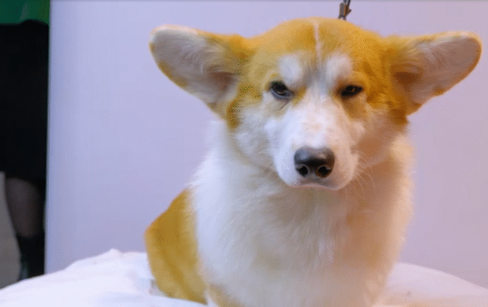 НАВИГАТОР. НОВОСТИ. ВЫПУСК 1299. КТО ТАКИЕ ПАСТУШЬИ СОБАКИ?