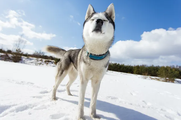 НЮХ В СНЕГУ: 6 ИГР NOSE WORK С СОБАКОЙ ДЛЯ УЛИЦЫ И ДОМА