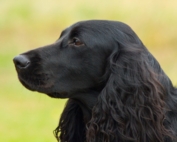 РКФ: 2026 БУДЕТ ПОСВЯЩЕН РУССКОМУ ОХОТНИЧЬЕМУ СПАНИЕЛЮ