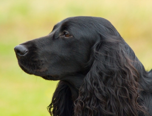 РКФ: 2026 БУДЕТ ПОСВЯЩЕН РУССКОМУ ОХОТНИЧЬЕМУ СПАНИЕЛЮ