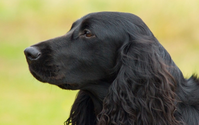 РКФ: 2026 БУДЕТ ПОСВЯЩЕН РУССКОМУ ОХОТНИЧЬЕМУ СПАНИЕЛЮ