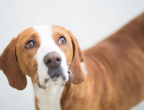 КИНОЛОГИ РАССКАЗАЛИ, КАК ВЫБРАТЬ ПЕРЕДЕРЖКУ ДЛЯ СОБАКИ В НОВЫЙ ГОД