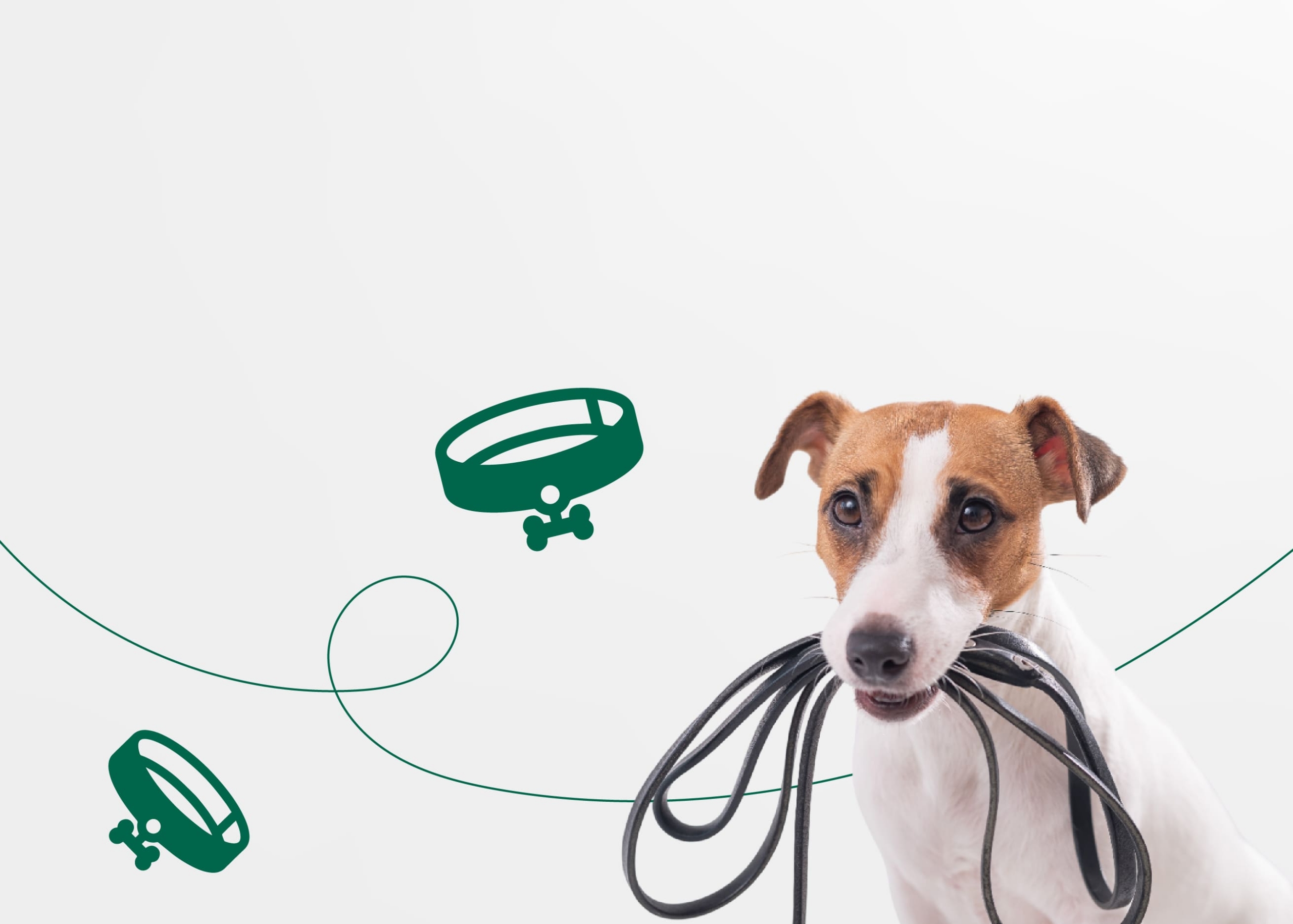 Как выбрать амуницию для собаки