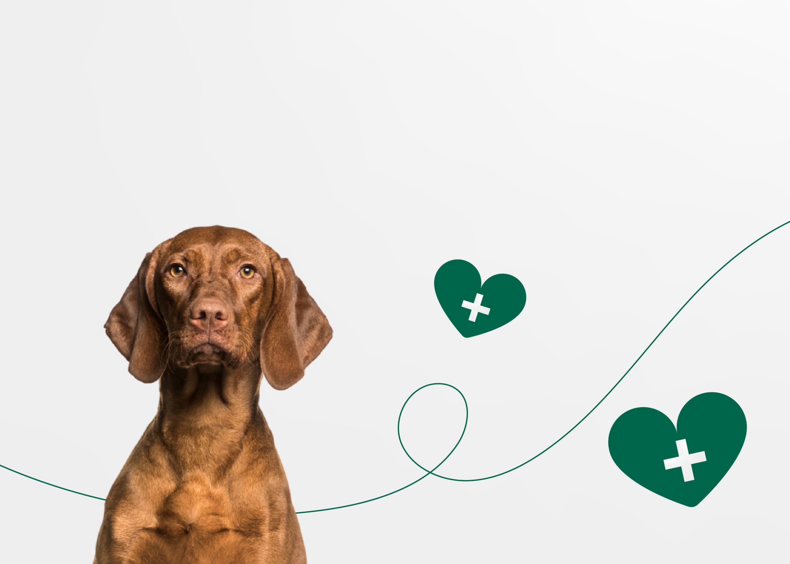 Все о донорстве крови у собак