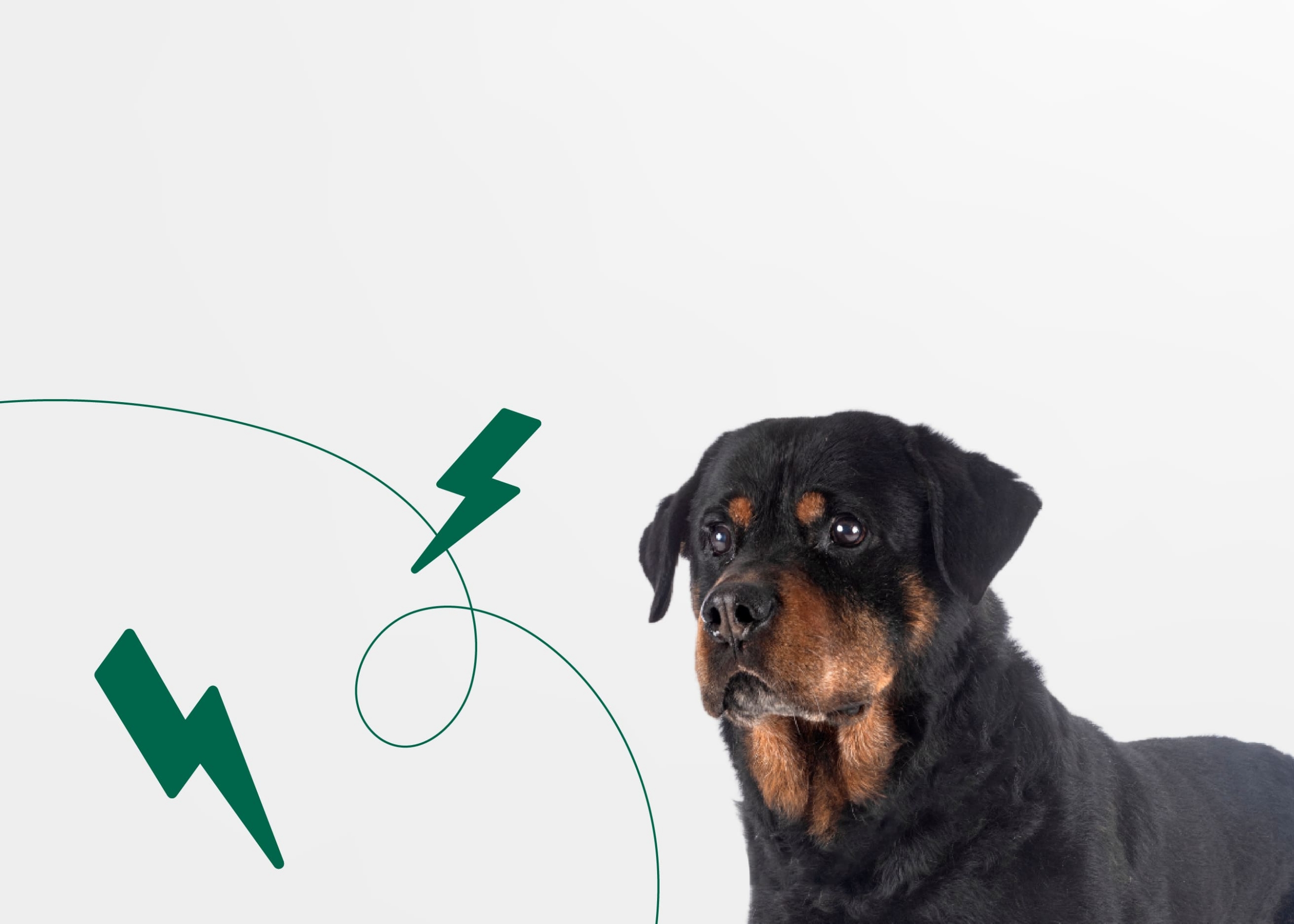 Что делать, если вы стали свидетелем жестокого обращения с животным