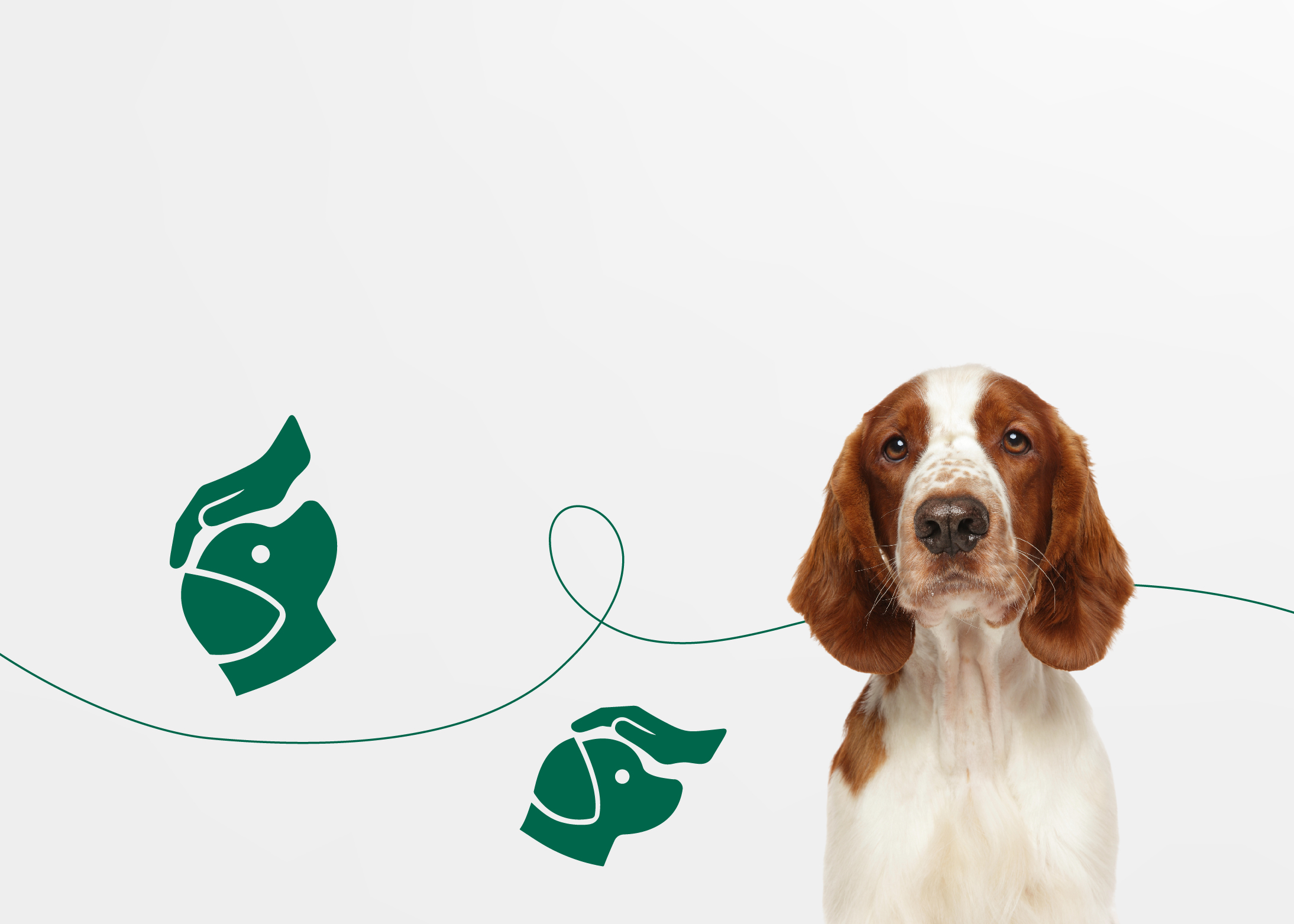 Что делать, если нашли собаку