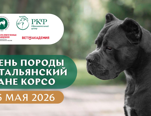 День породы Итальянский кане корсо