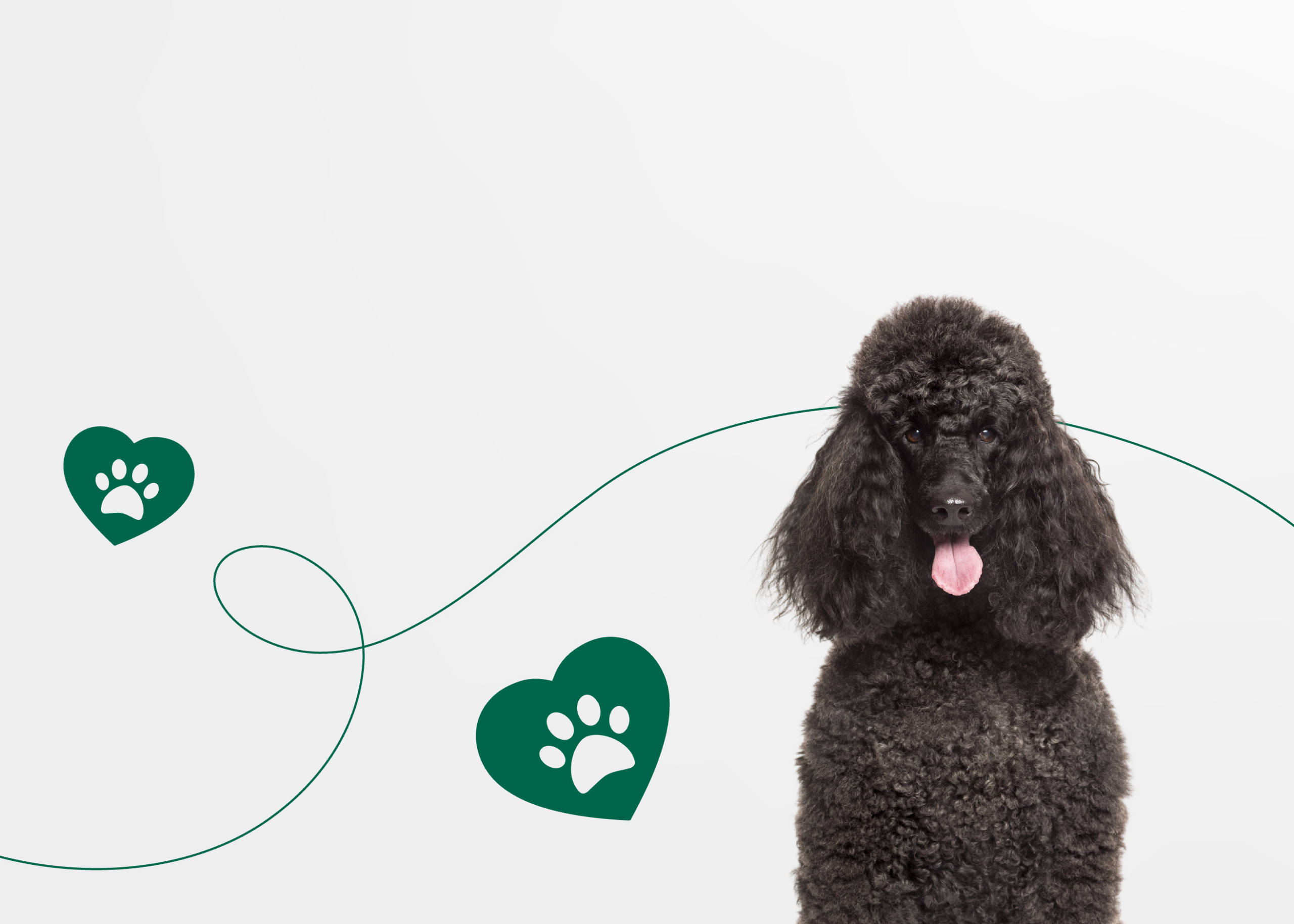 Как экологично содержать собаку