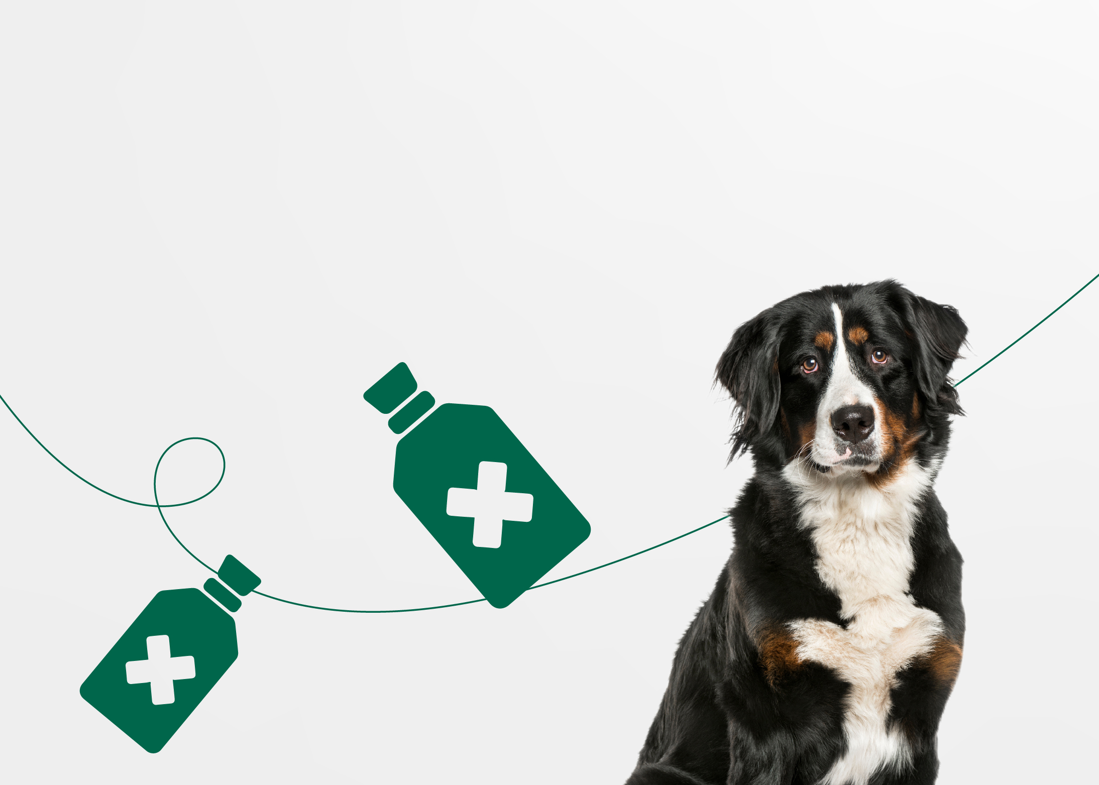 Как не стать жертвой догхантеров