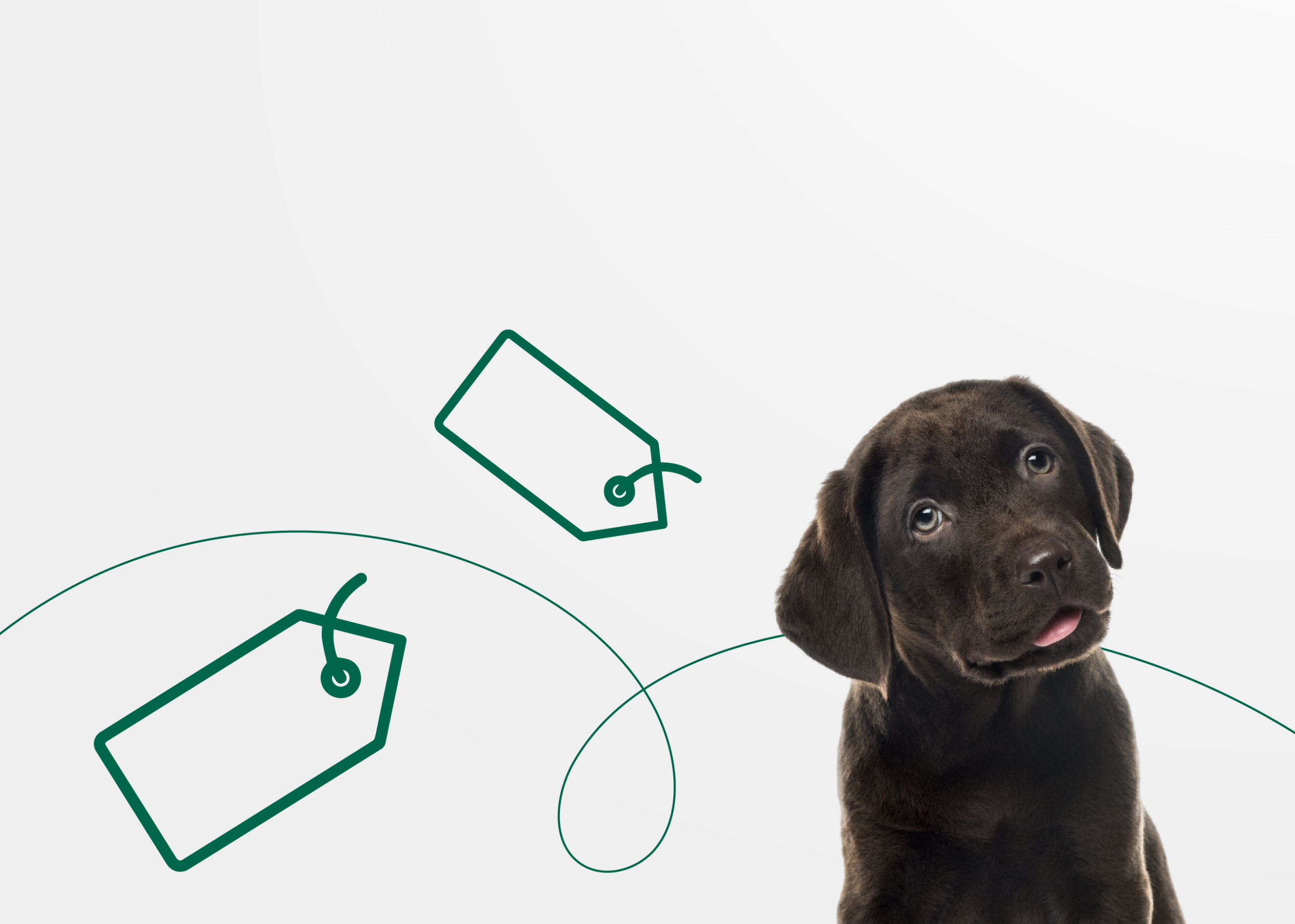 Как правильно покупать собаку