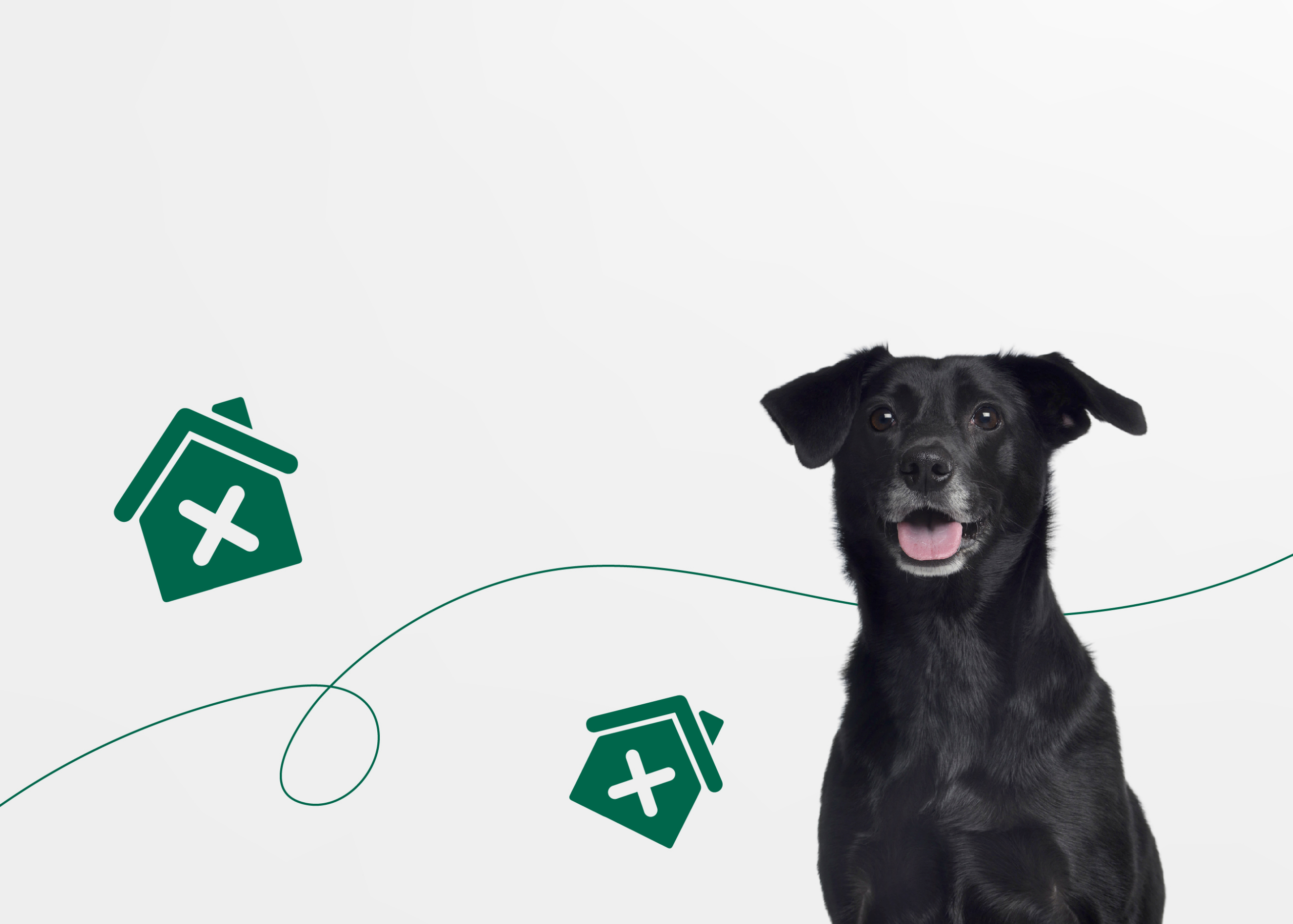 Как вести себя с бездомными собаками