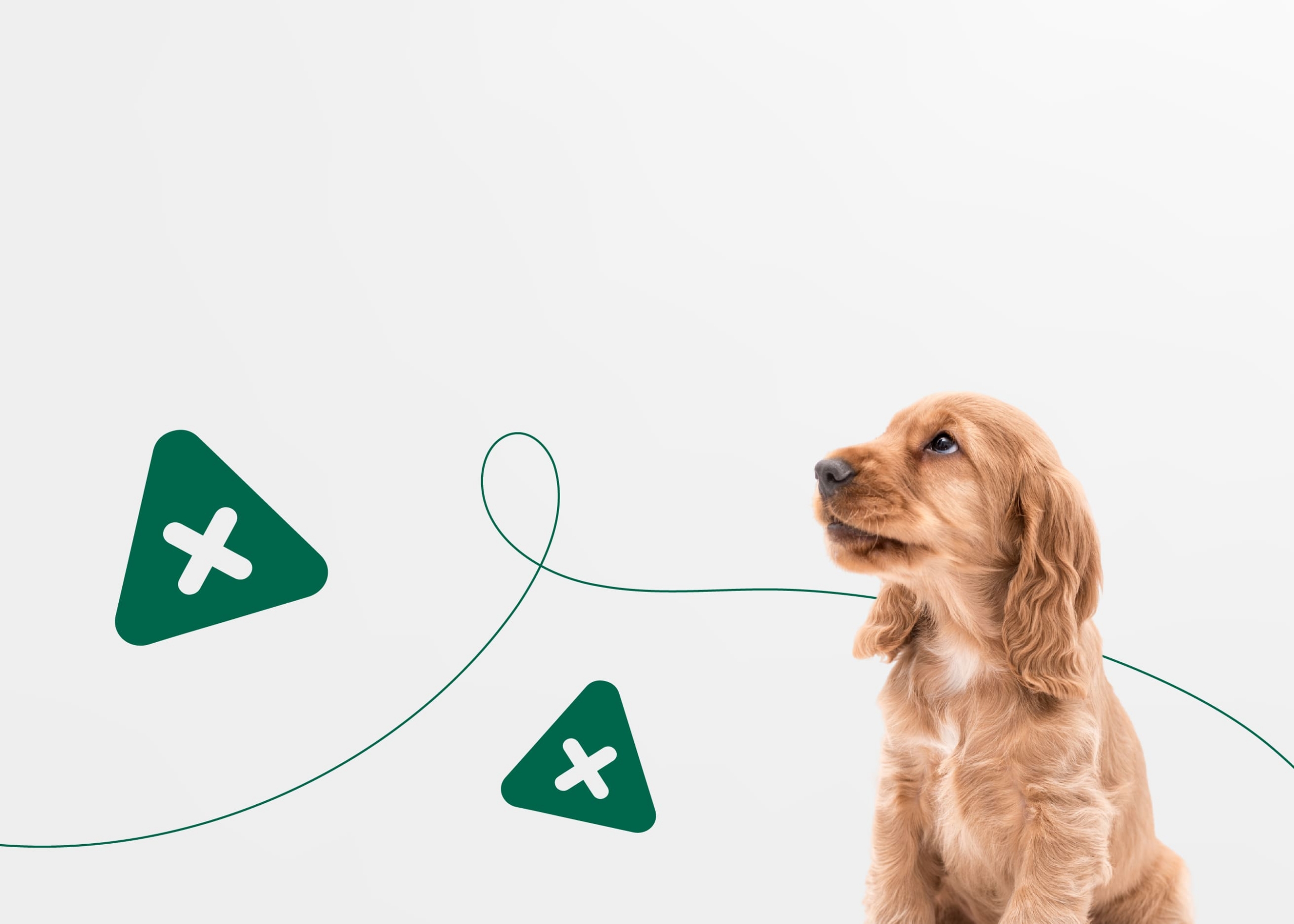 Какие ошибки совершают начинающие собаководы