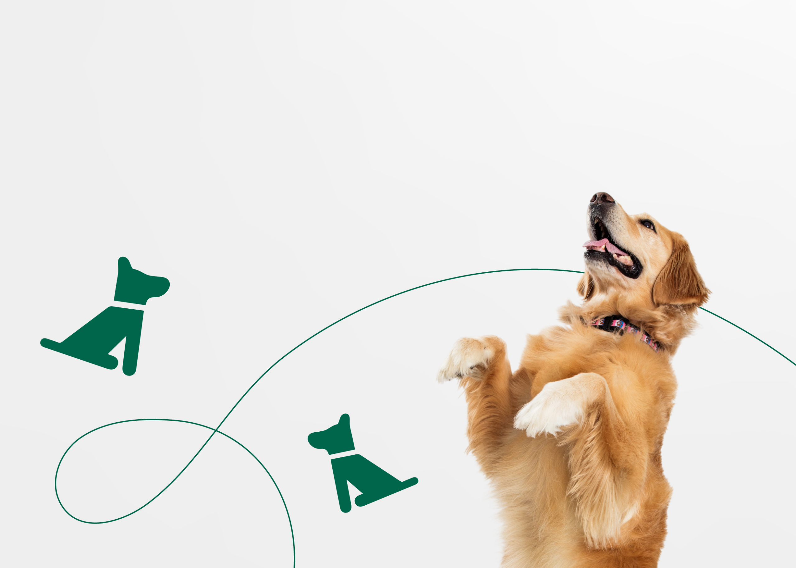 Основные правила дрессировки собаки