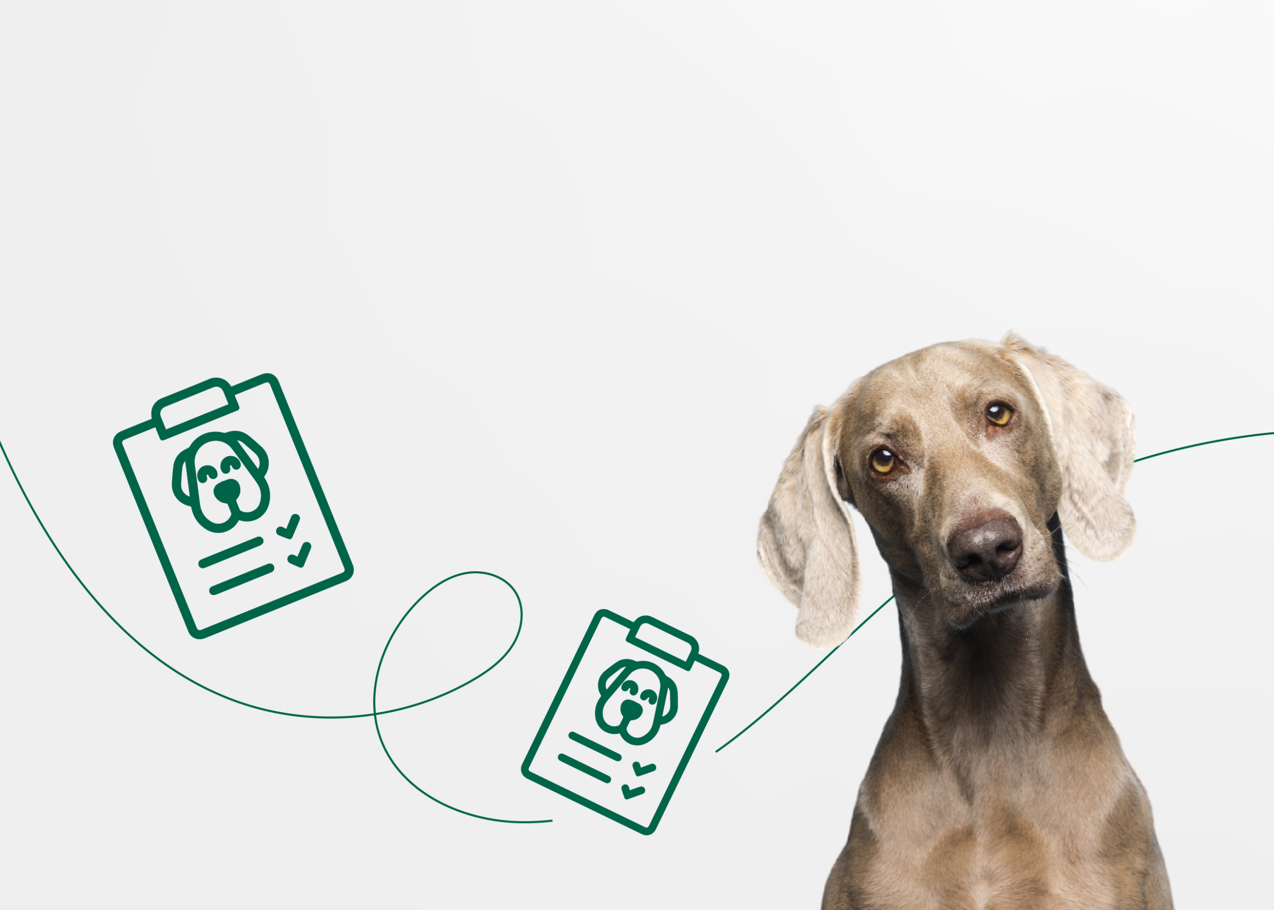 Порядок оформления родословной Российской кинологической федерации