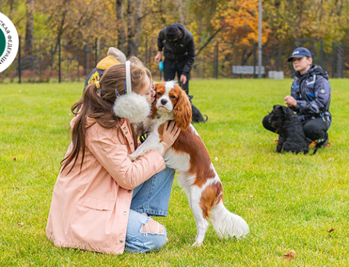Московская «Школа кинолога» при участии РКФ открывает запись на новый учебный год