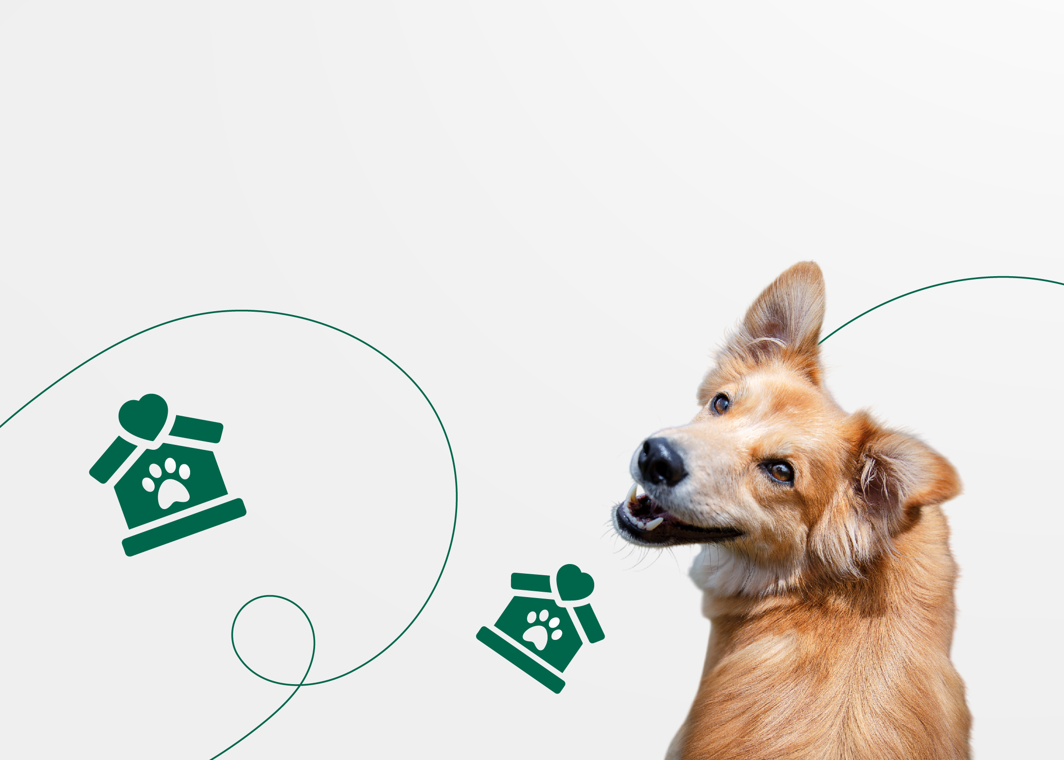 Как взять собаку из приюта или с улицы