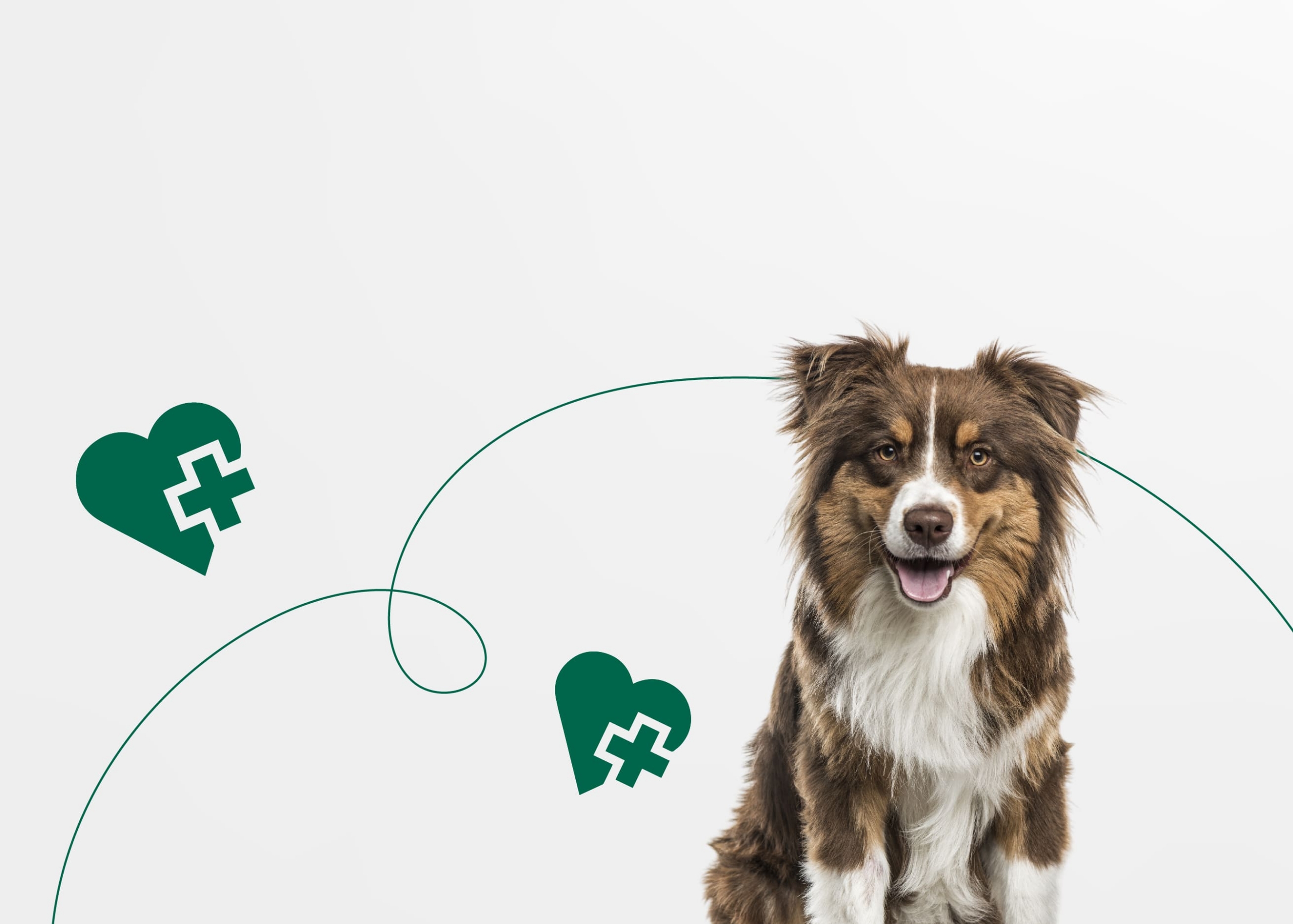 Все для здоровья собаки