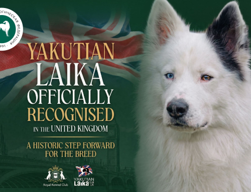 Якутская лайка официально признана в Соединённом Королевстве