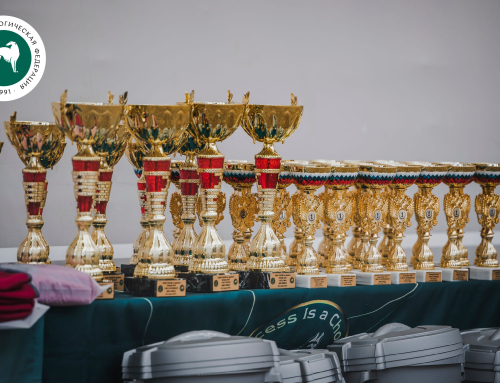 Чемпионат России РКФ по аджилити