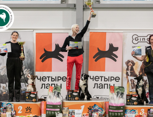 Кубок России РКФ по танцам с собаками