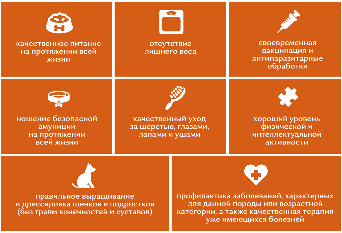 Залог здоровья собак