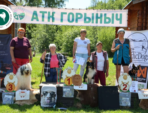 Кубок России РКФ по пастушьей службе
