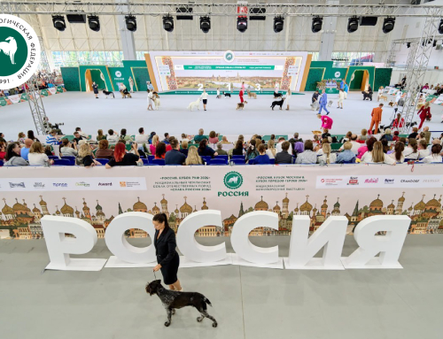 В Подмосковье состоялась выставка собак всех пород «Россия 2026»